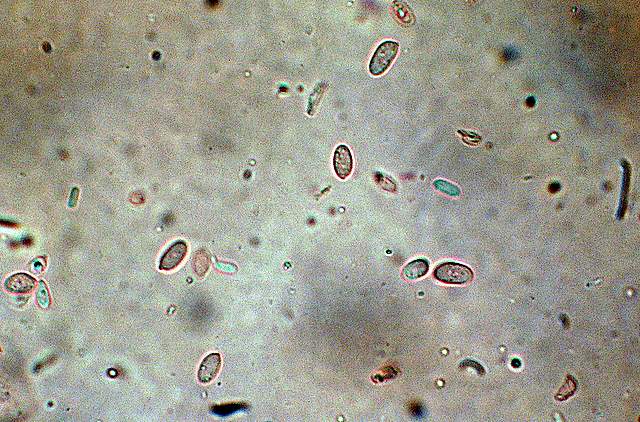 Pycnoporellus fulgens  (Fr.)  Donk